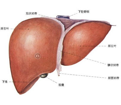 什么样的人群容易患上肝硬化