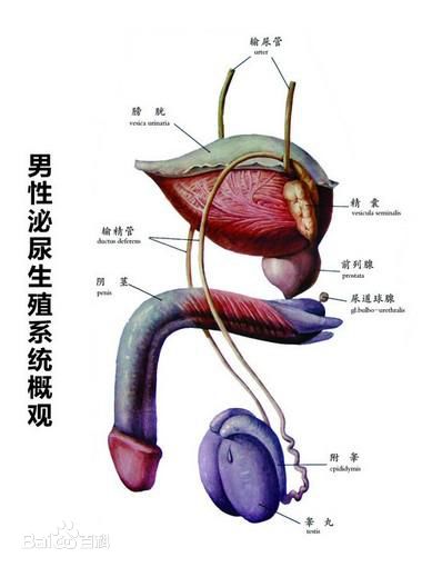 关于男人的“宝贝”应该知道的8件事情