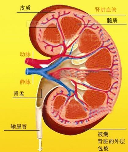 肾病综合症的饮食注意事项