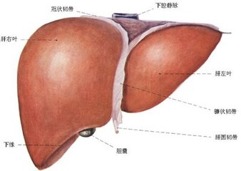 肝硬化治疗费用大约是多少