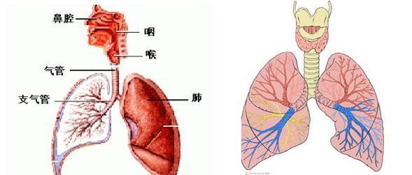 治疗支气管炎的医院